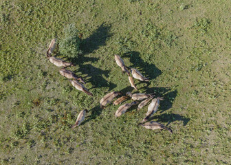 Aerial view on herd of Wild Konik or Polish primitive horse on Ermakov island