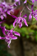 Closeup pictures of purple orchid flowers beautiful in nature