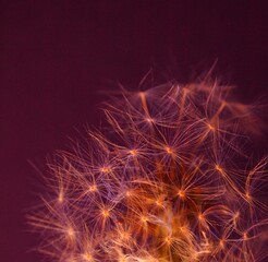 Detail of dandelion