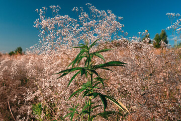 Wild cannabis growing in nature. Wild plants of the hemp. Close up of cannabis.