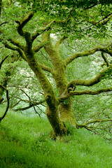 Tree formations, Nethercote, Exmoor, Somerset