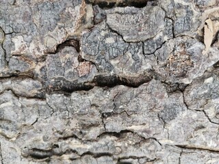 old tree trunk