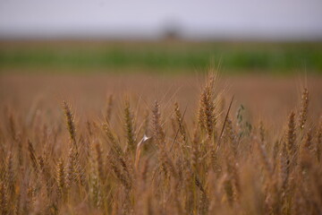 Obraz premium wheat field. rich harvest in agriculture