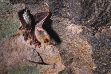 A group of brown bats sleeps on the ceiling of a rock cave. Wild little bats of the North Caucasus