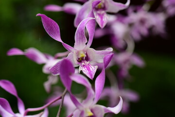 Closeup pictures of purple orchid flowers beautiful in nature	
