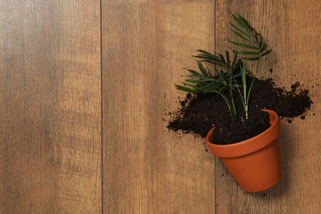 Overturned terracotta flower pot with soil and plant on wooden background, flat lay. Space for text