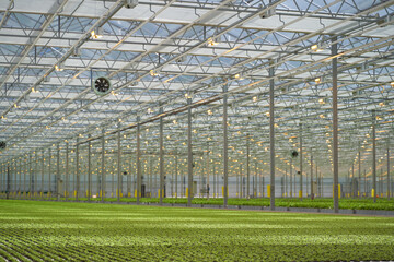 Fototapeta premium Light greenhouse with young sprouts of greenery.