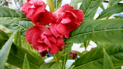 Red flower begonia