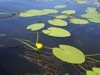 Yellow Nenuphar flower, Water Lily on a lake. Beautiful aquatic plant and flower grows in European ponds and rivers outdoor.