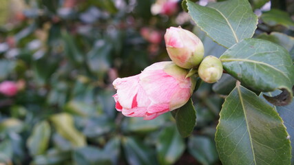 Vertical blooming camellia flowers in an old English park