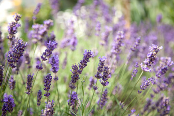 Naklejka premium Close up shot of lavender flowers. Lavender purple background. Selective focus