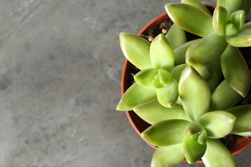 Beautiful echeverias in pot on grey background, top view with space for text. Succulent plants