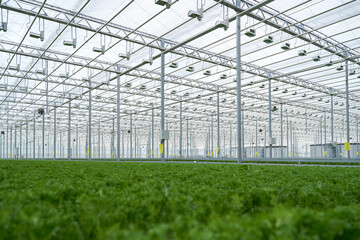 Light greenhouse with young sprouts of greenery.