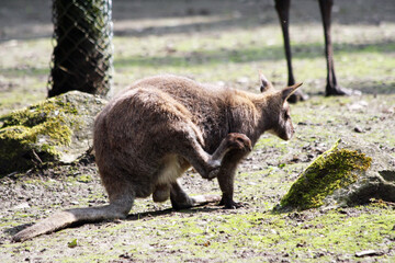Bennettkänguru © Stephan von Mikusch