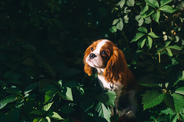 Portrait of Happy Cavalier king charles spaniel puppy with foliage bokeh background.