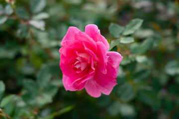 Colorful Roses blooming in the garden. Close-up shot, blurred background.