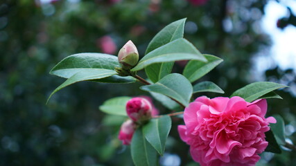 Vertical blooming camellia flowers in an old English park