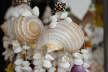 Close-up of shells used as home decorations