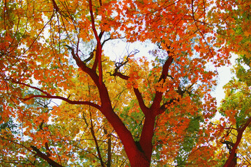 View of autumn trees in the light of the red flash in the evening in the forest.