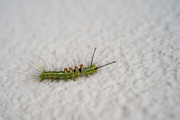 夏の初めの蛾の幼虫