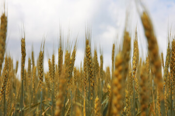 Obraz premium Agricultural field with ripening cereal crop under cloudy sky, closeup view