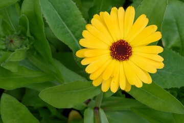 Garden flower in the summer sun close up