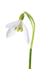 Luxury spring easter Snowdrop flower - Galanthus nivalis - on green stem isolated on white background. Studio shot