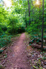 path in the summer forest