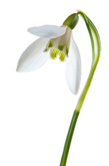 Luxury spring easter Snowdrop flower - Galanthus nivalis - on green stem isolated on white background. Studio shot