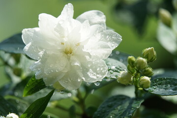 Jasmine after rain