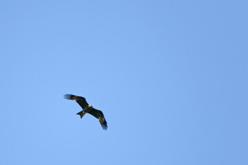 A kite soaring high in the blue summer sky is looking for its prey