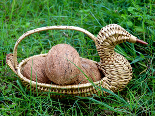 Peeled coconuts kept in a swan- shaped bamboo basket