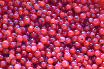 Background. Red currant berries with water drops close-up.