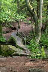 Fototapeta premium sommerlicher Leraubach bei Leuchtenberg