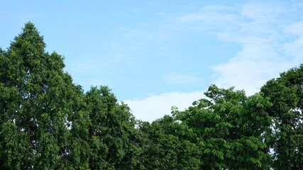 green forest and blue sky