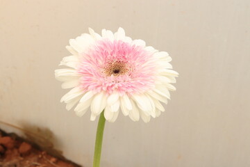 white jalbera flowers