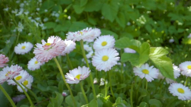 Lots of white daisy flowers on the garden