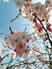 cherry blossom in spring