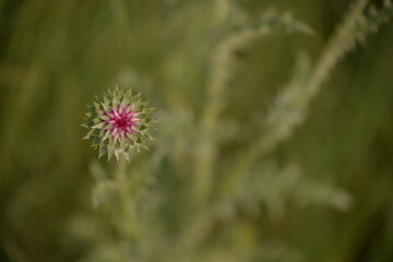 Cynara scolymus in the field. artichoke on sunny day