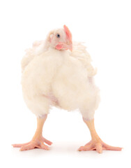  Young broiler chicken.
