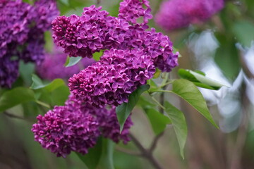 Lilac