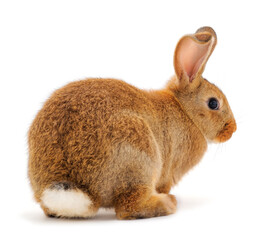 Brown rabbit isolated.