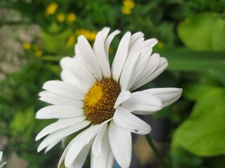 Fototapeta premium white daisy flower