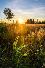 The golden field during a sunset in CHKO Cesky Raj,Czech republic. - obrazy, fototapety, plakaty