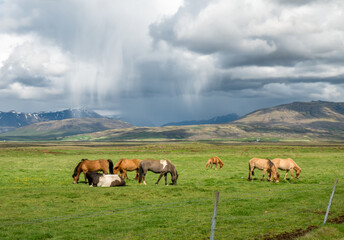 Fototapeta na wymiar Icelandic horses with mountains and rain clouds in background