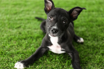 Cute little puppy on green grass. Baby animal