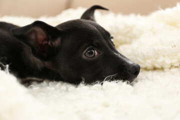 Cute little puppy on soft white plaid, closeup. Baby animal