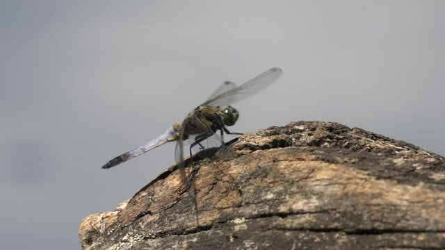 Close up shot of beautiful dragonfly sitting on stone outdoor during sunny day 