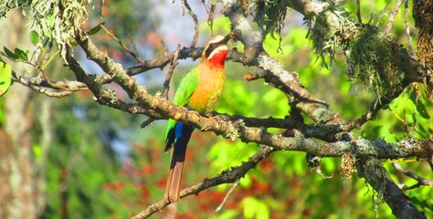 The Beautiful Colours of the White Fronted Bee Eater are vibrant in the day-light as the bird holds...