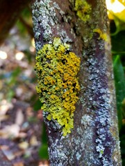 Musgo de diferentes colores en verano